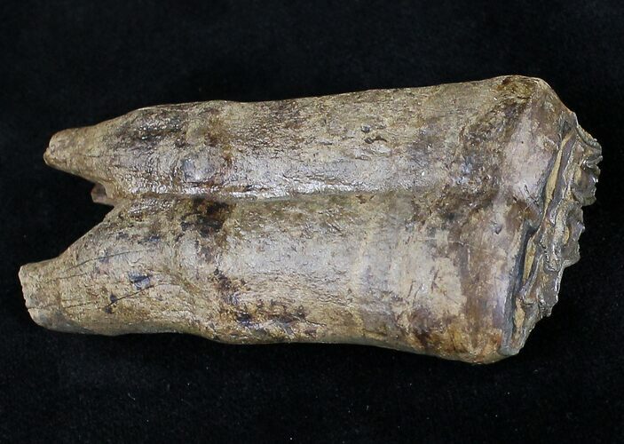 Pleistocene Aged Fossil Horse Tooth - Florida #21829